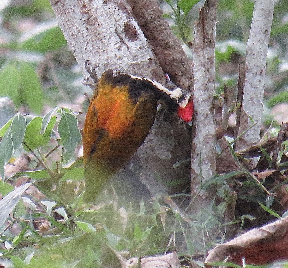 Black-rumped Flameback - ML247348541