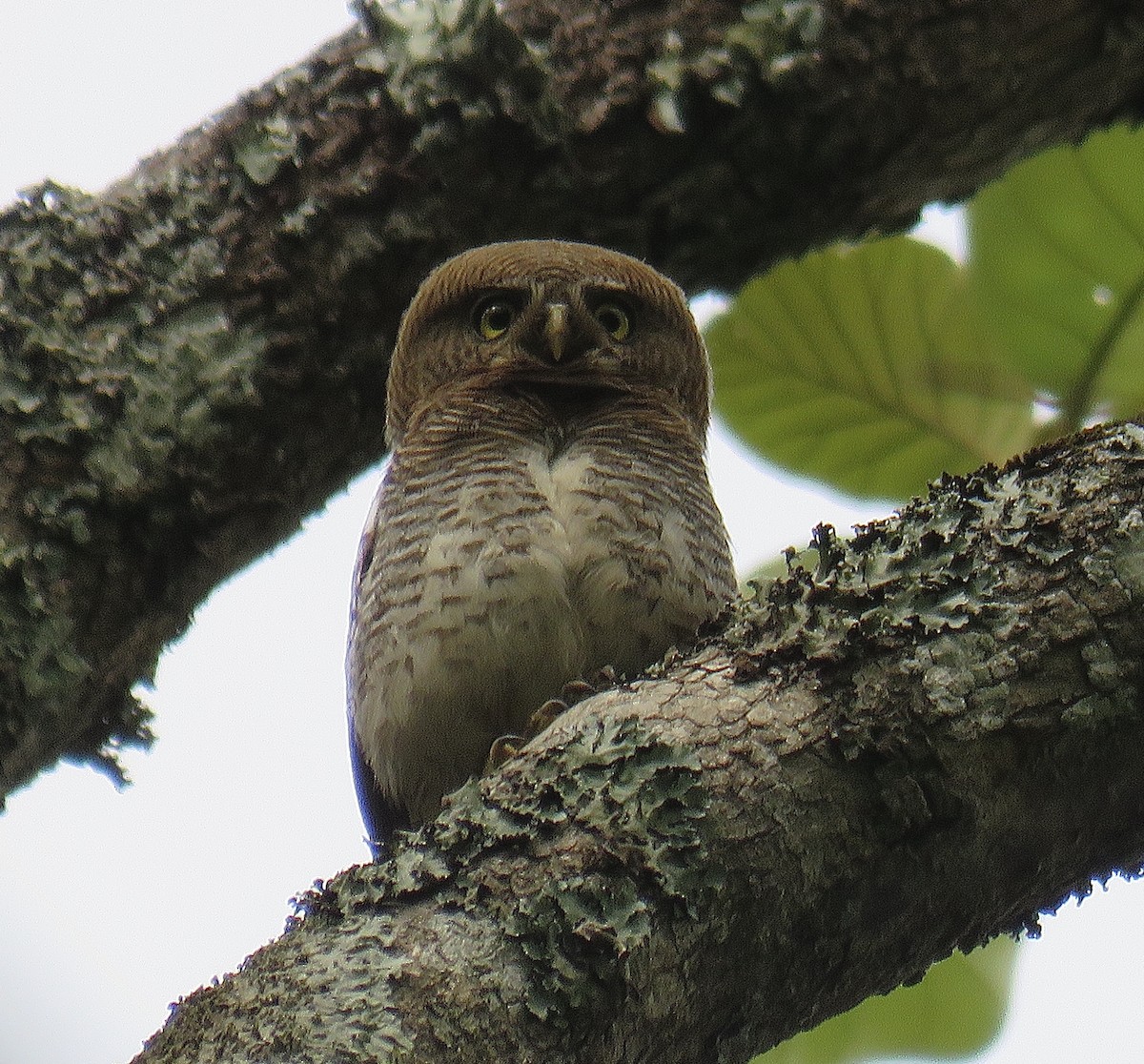 Jungle Owlet - ML247348661