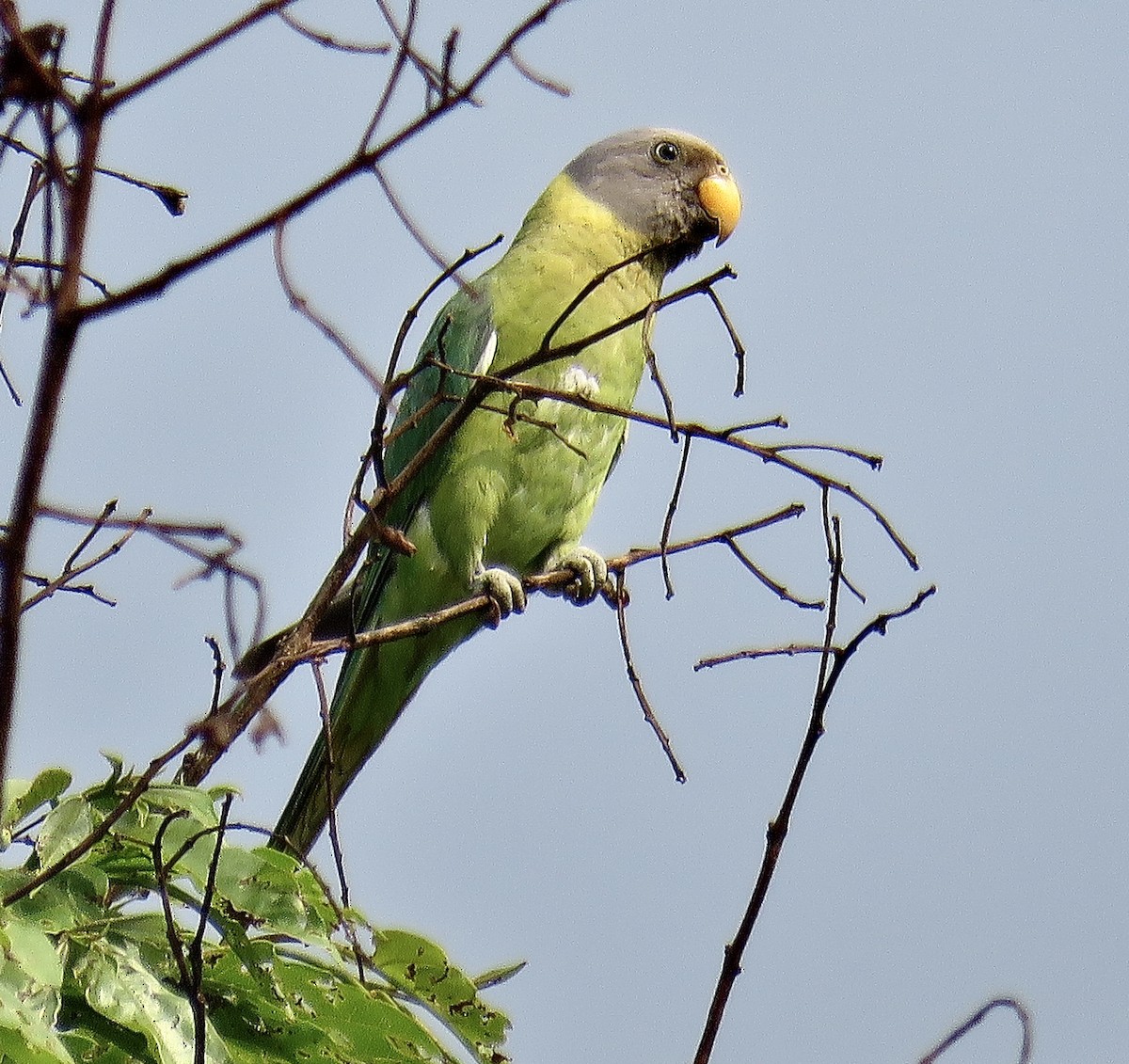 Plum-headed Parakeet - ML247349041