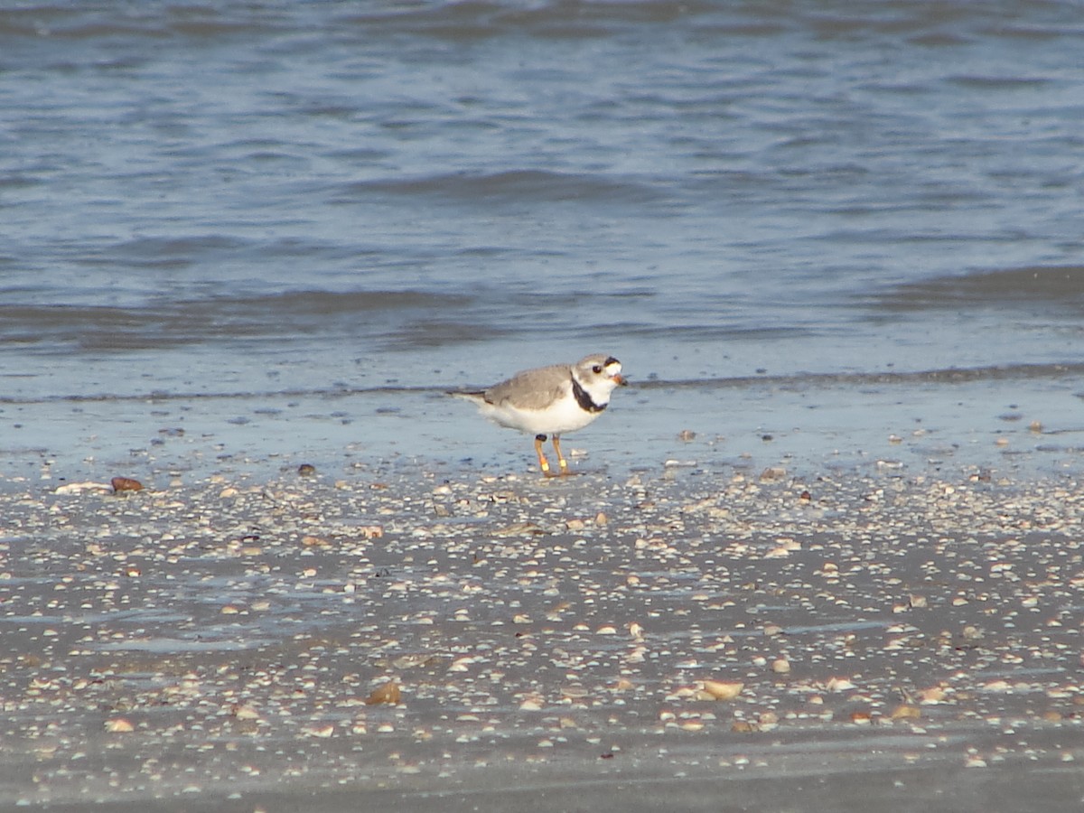 Piping Plover - ML247349131
