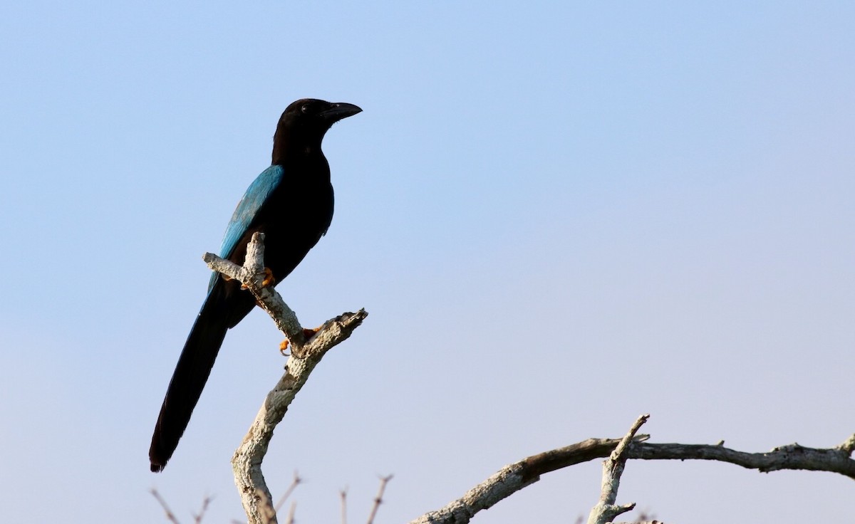 Yucatan Jay - ML247349151