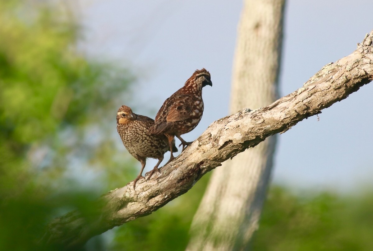 Black-throated Bobwhite - ML247349211