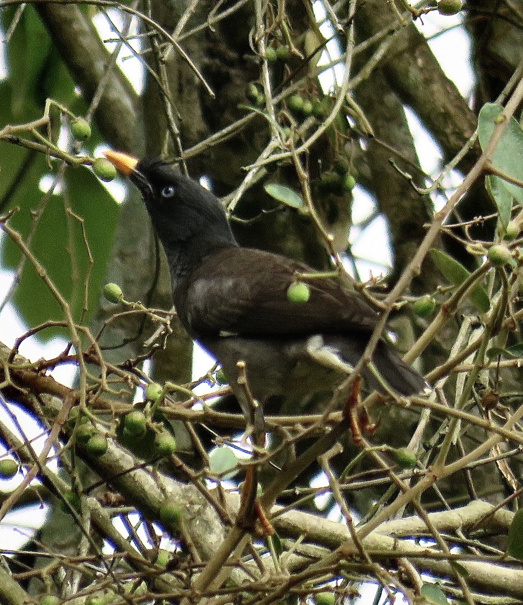 Jungle Myna - ML247349531