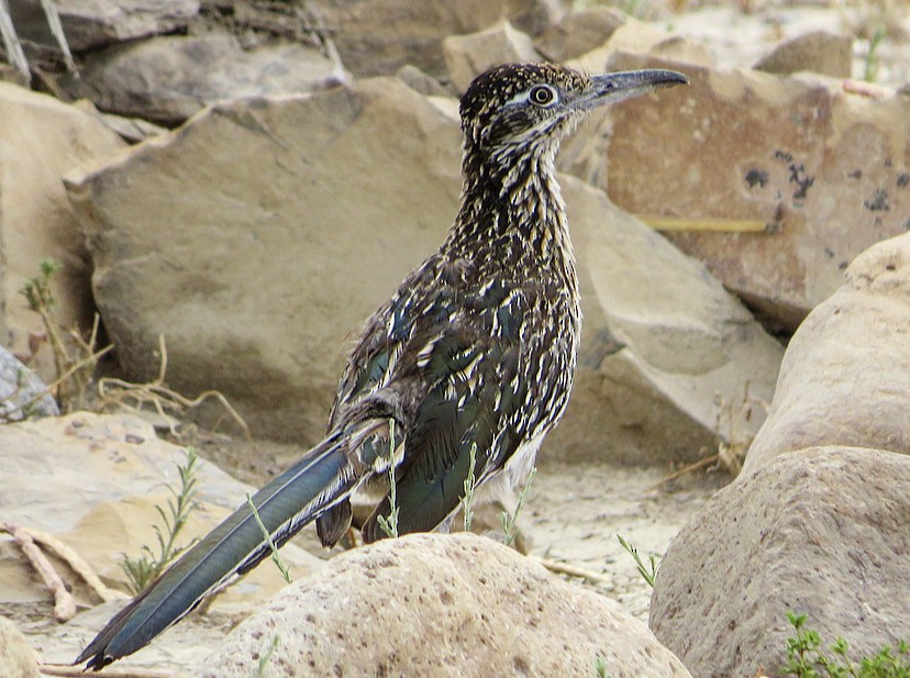 Greater Roadrunner - ML247349641