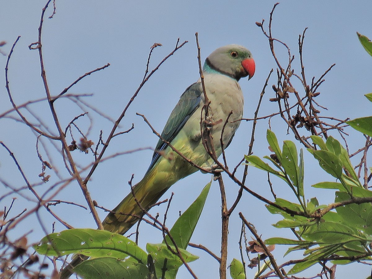 Malabar Parakeet - ML247349731