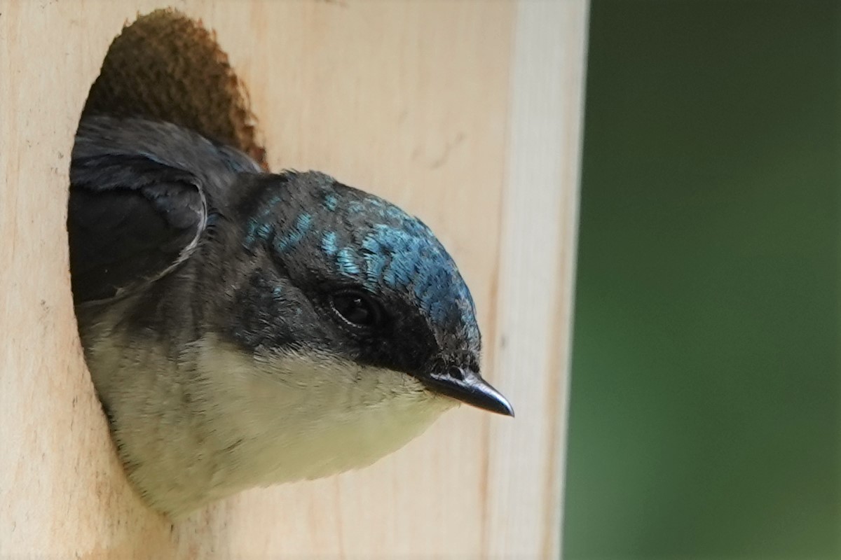 Tree Swallow - ML247350071