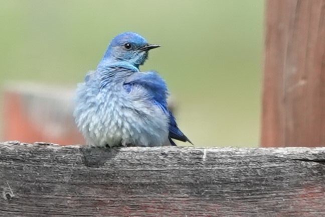 Mountain Bluebird - ML247350241