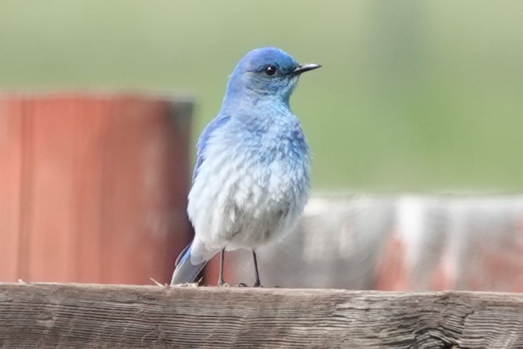 Mountain Bluebird - ML247350251