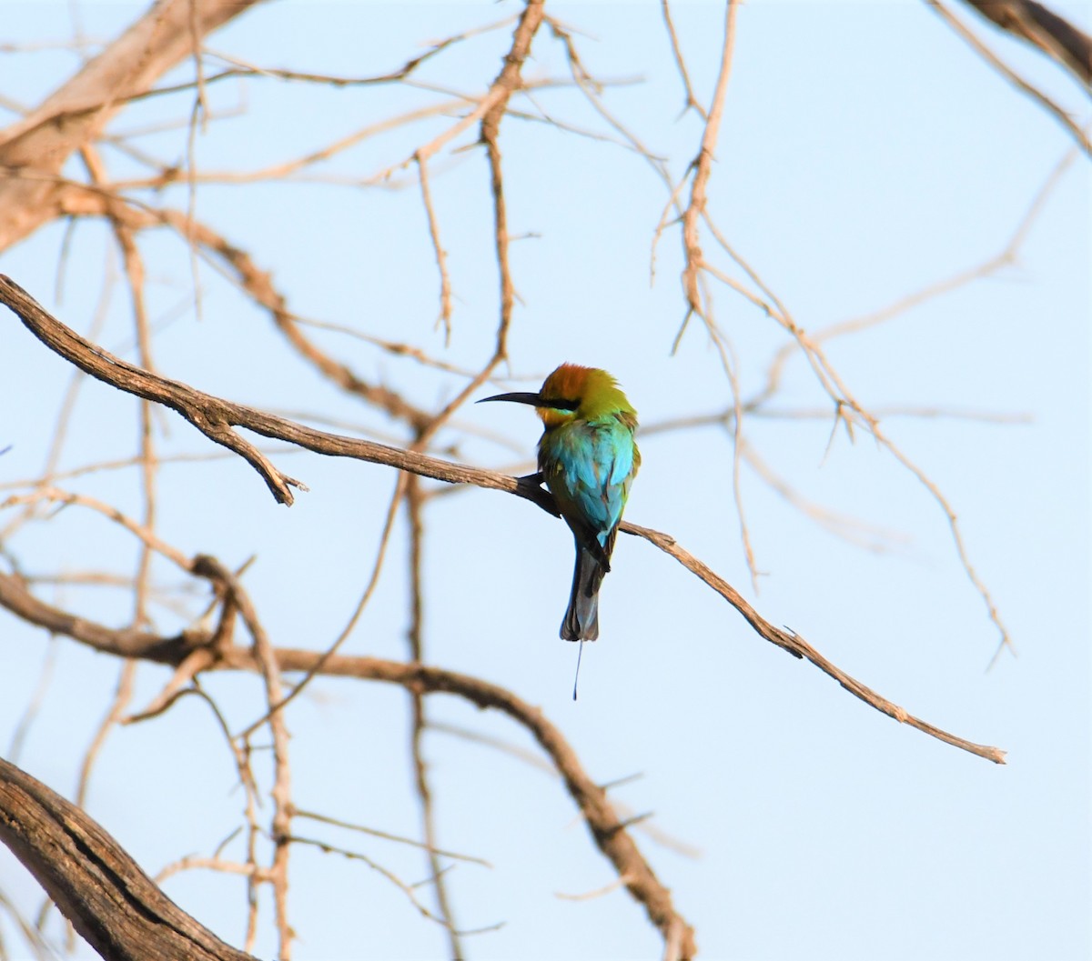Rainbow Bee-eater - ML247351441