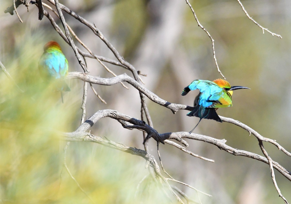 Rainbow Bee-eater - ML247351511