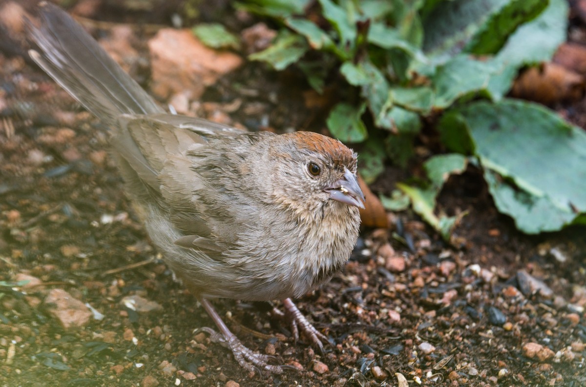 Canyon Towhee - ML247351791