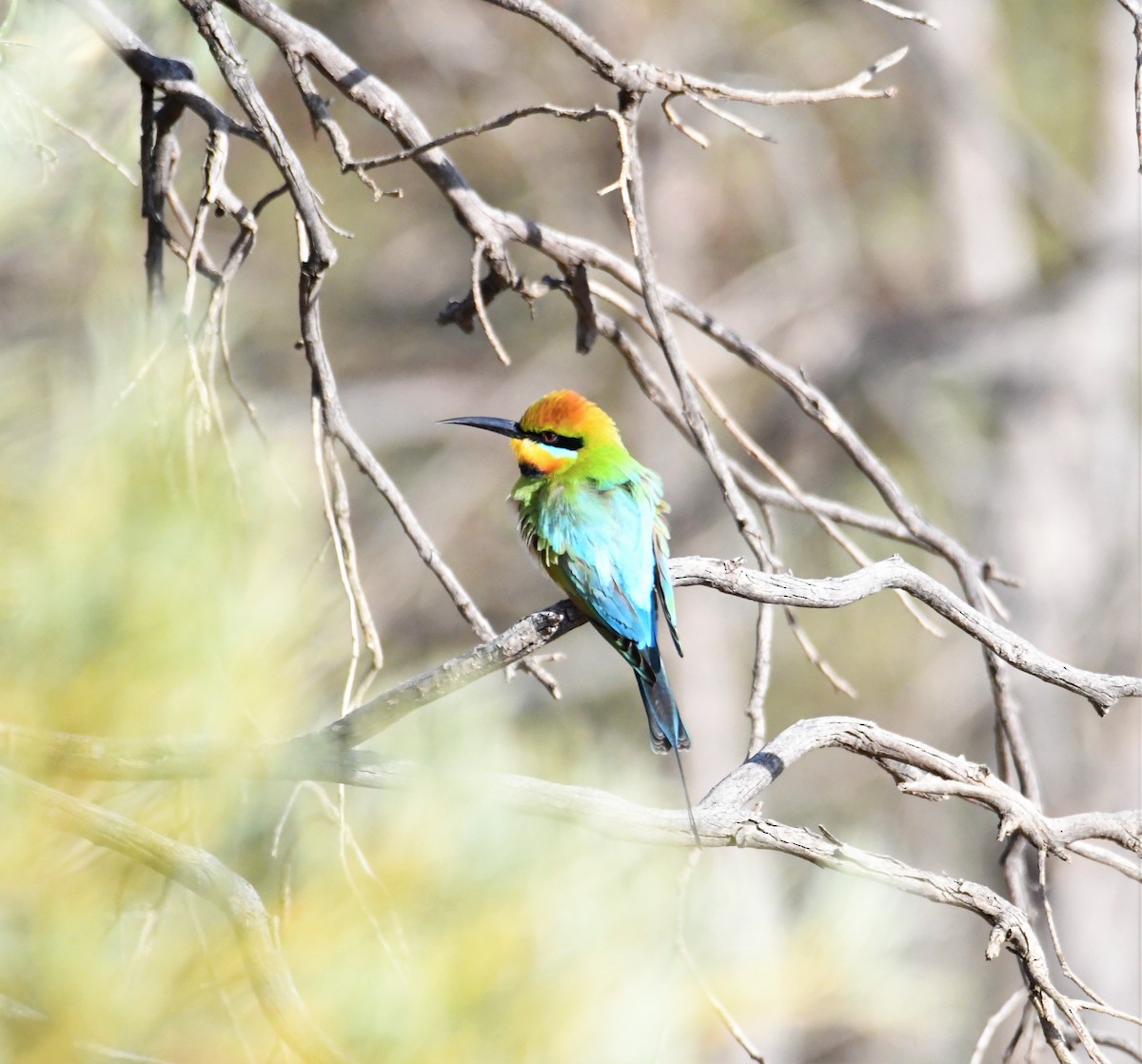 Rainbow Bee-eater - ML247351851