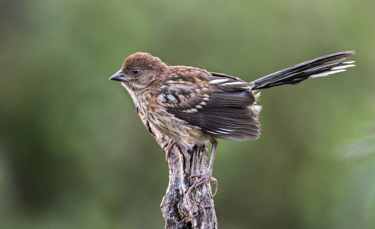 Spotted Towhee - Jim Merritt