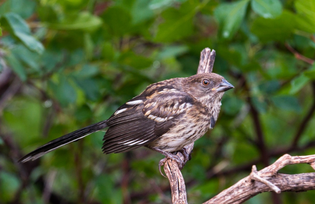 Spotted Towhee - ML247352391