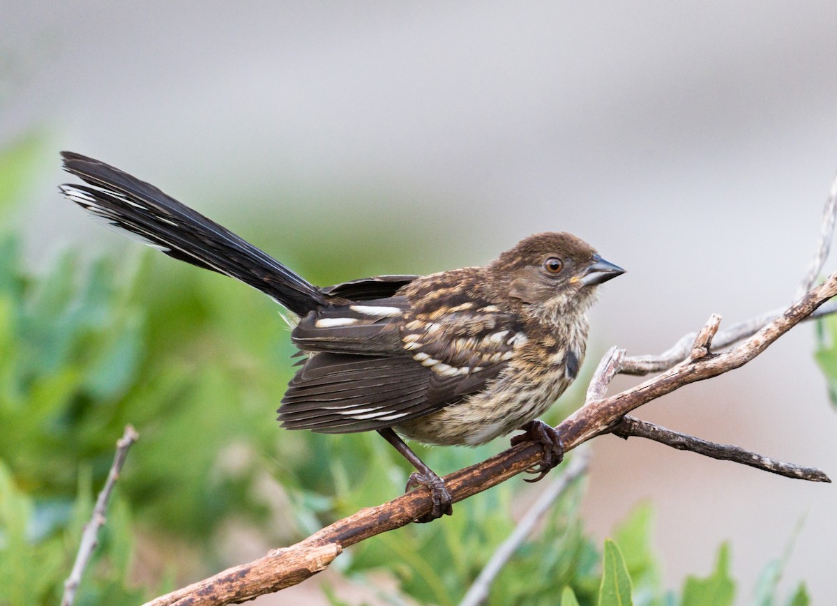 Spotted Towhee - ML247352411