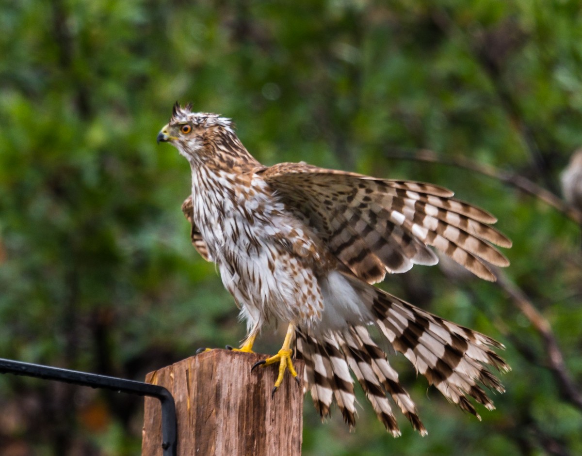 Cooper's Hawk - ML247353051