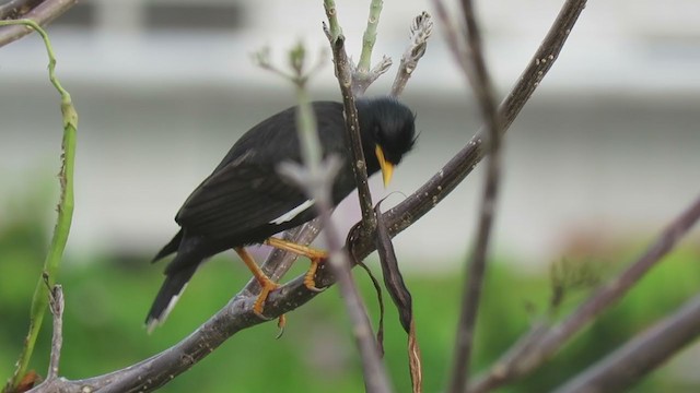 Great Myna - ML247353241