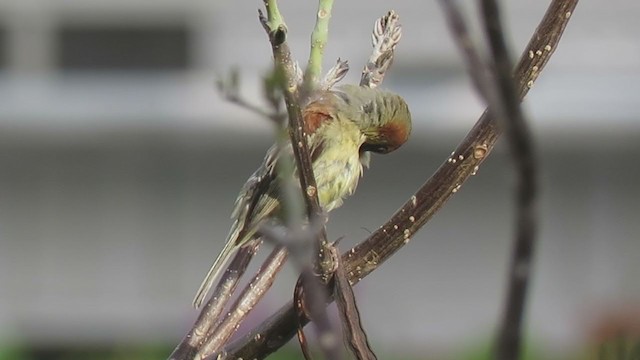 Plain-backed Sparrow - ML247355751