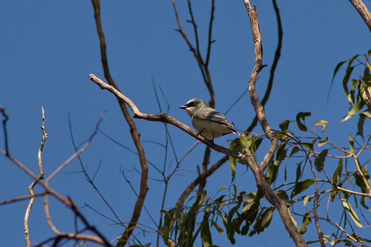 White-bellied Cuckooshrike - ML247356591