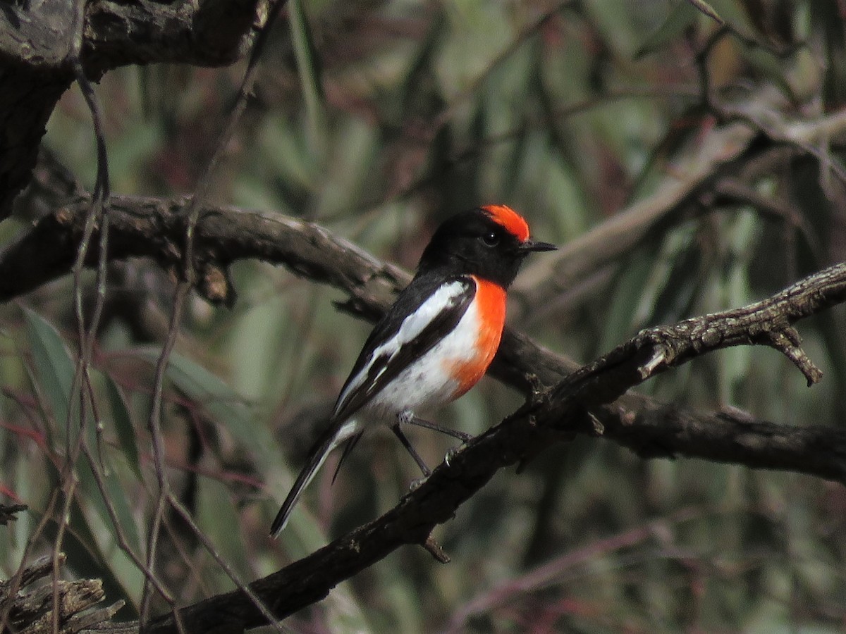 Red-capped Robin - ML247356931