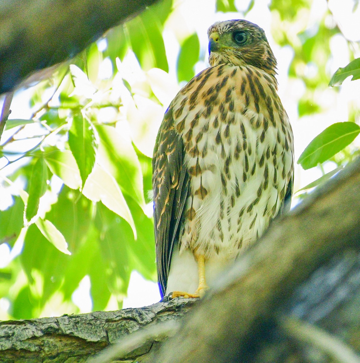 Cooper's Hawk - ML247357471