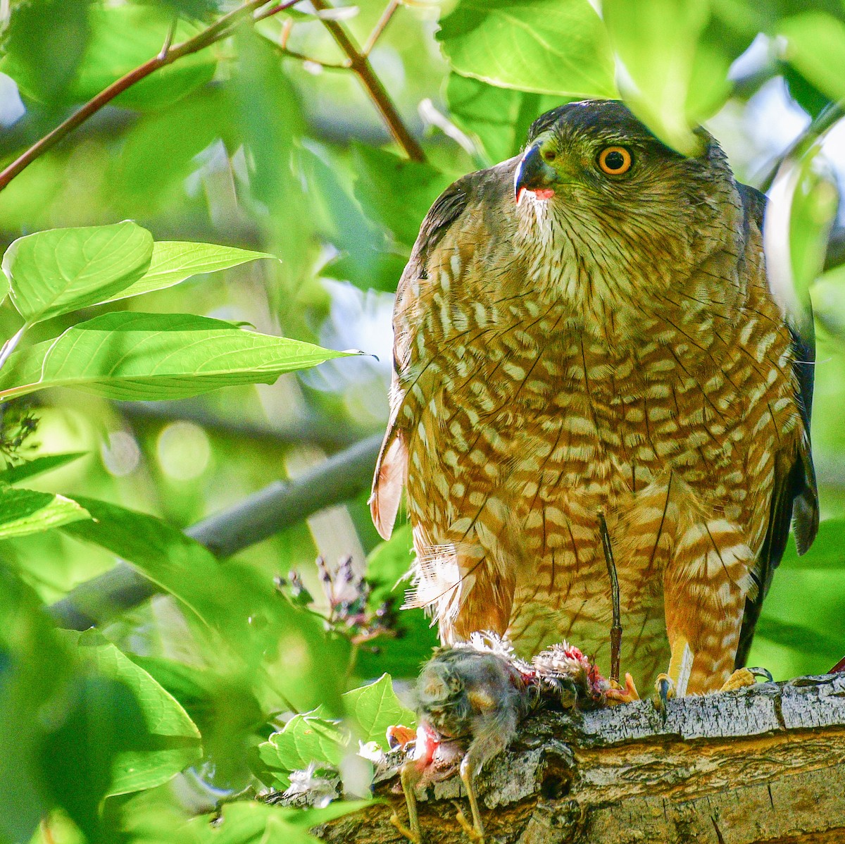 Cooper's Hawk - ML247357491