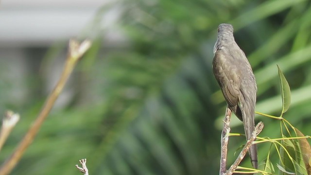 Plaintive Cuckoo - ML247357831