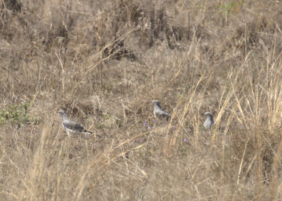 Ground Cuckooshrike - ML247358321