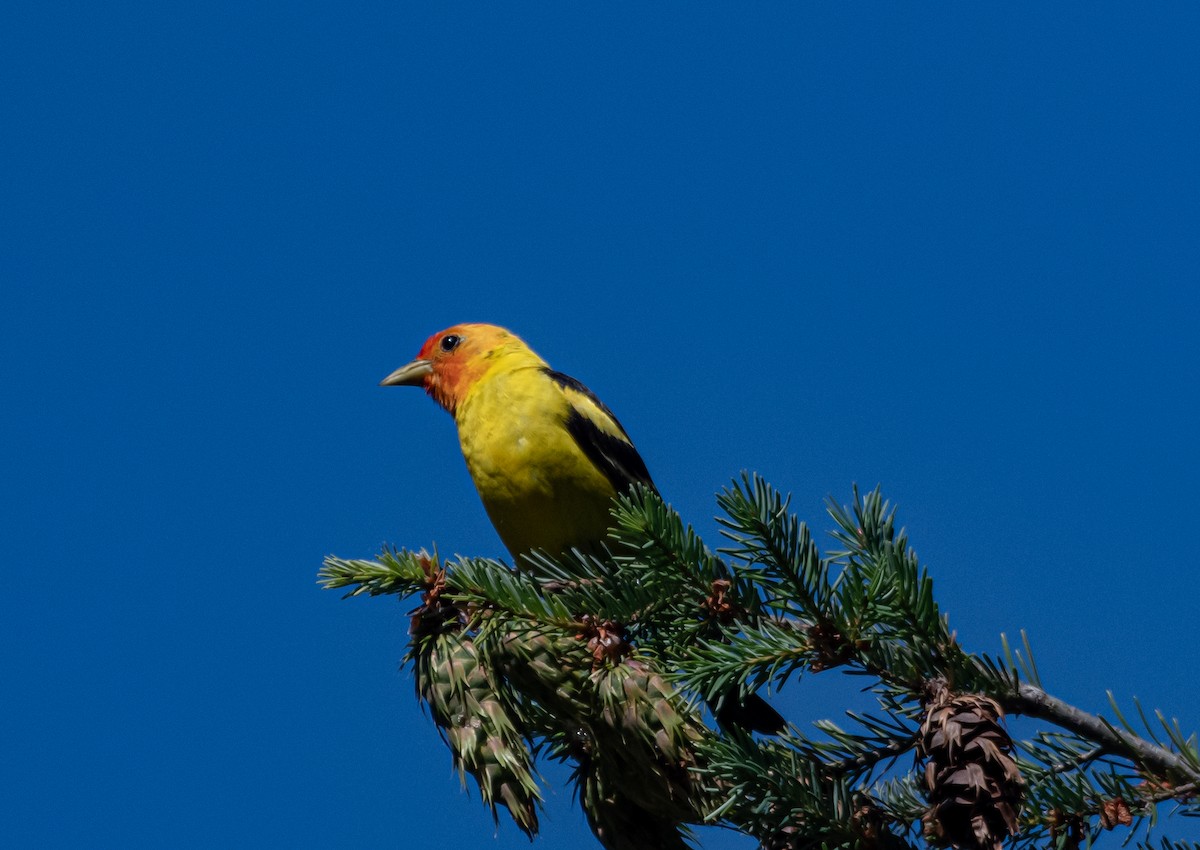 Western Tanager - Philip Georgakakos