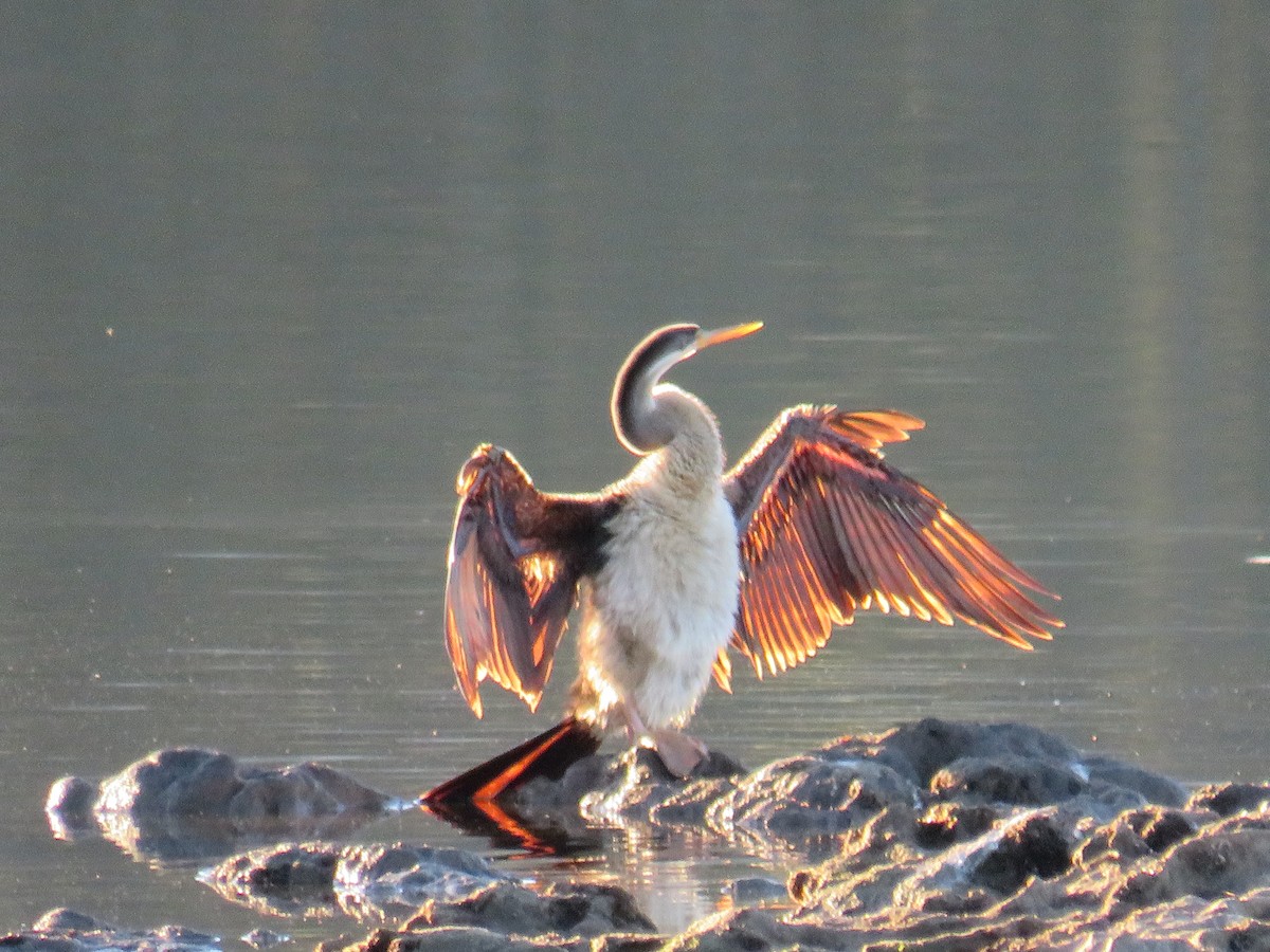 Australasian Darter - ML247360071