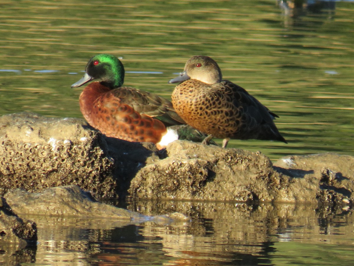 Chestnut Teal - ML247360141