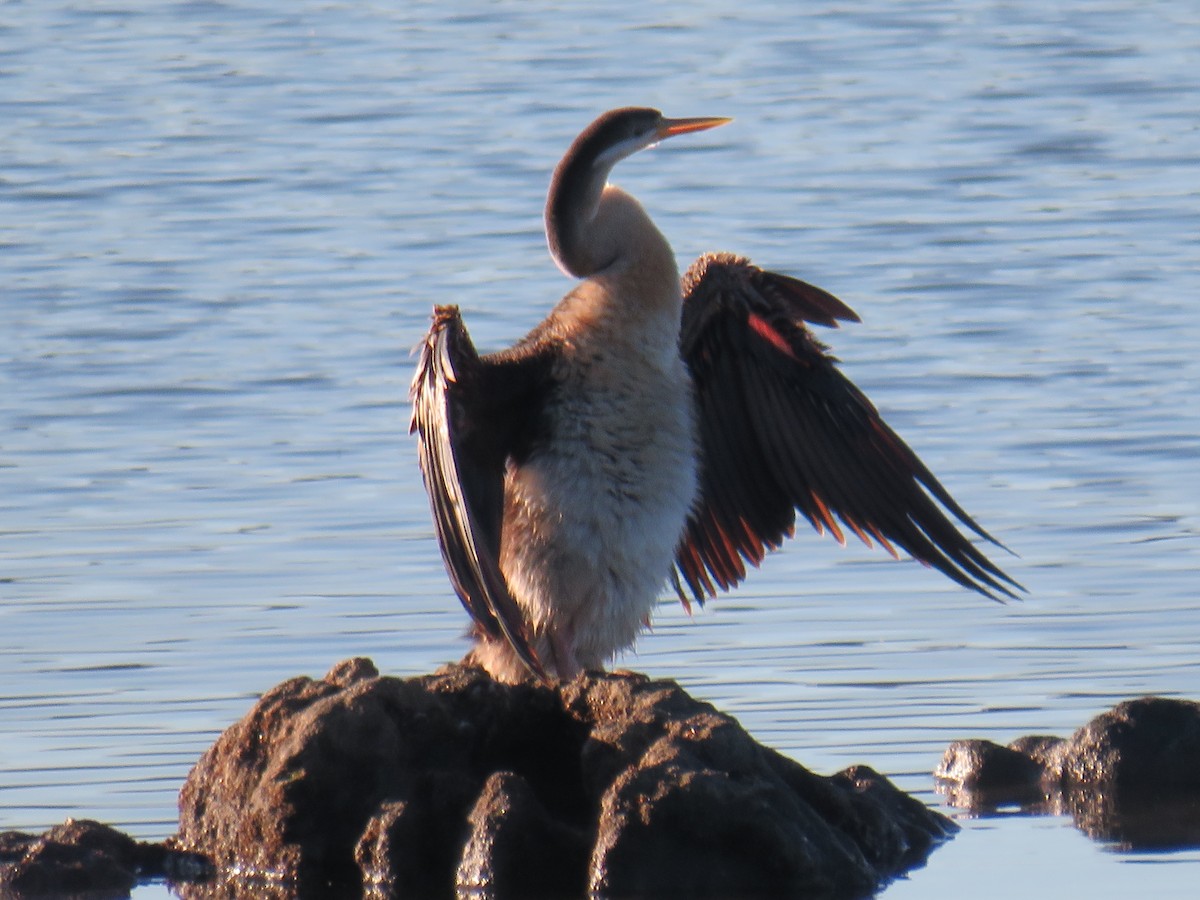 Australasian Darter - ML247360481