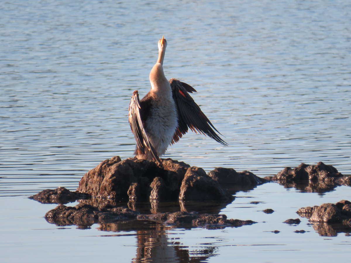 Australasian Darter - ML247360501