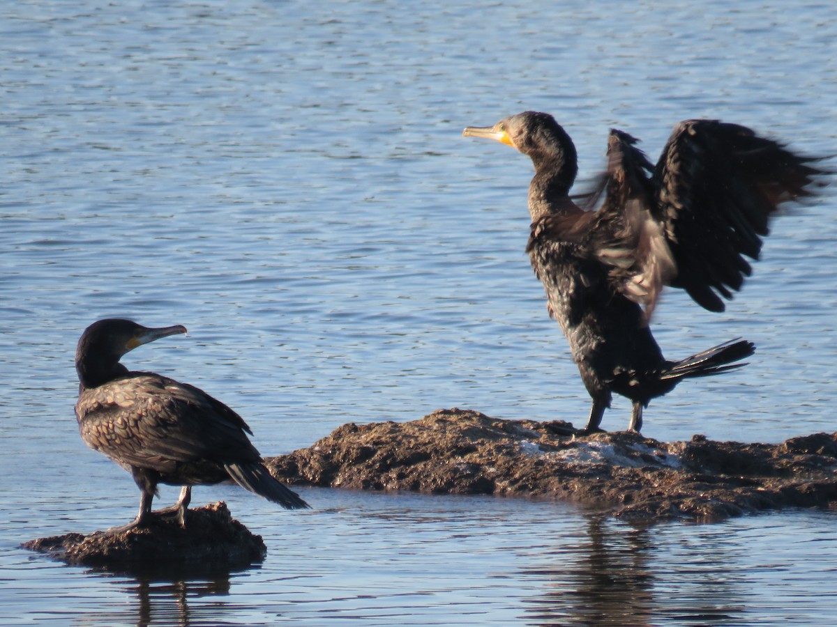 Great Cormorant - ML247360751