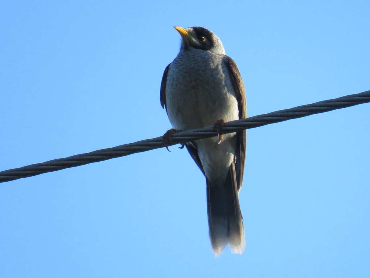 Noisy Miner - ML247360941