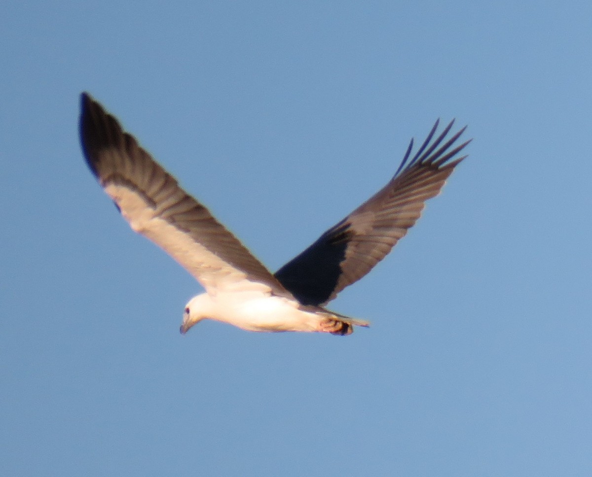 White-bellied Sea-Eagle - ML247361551