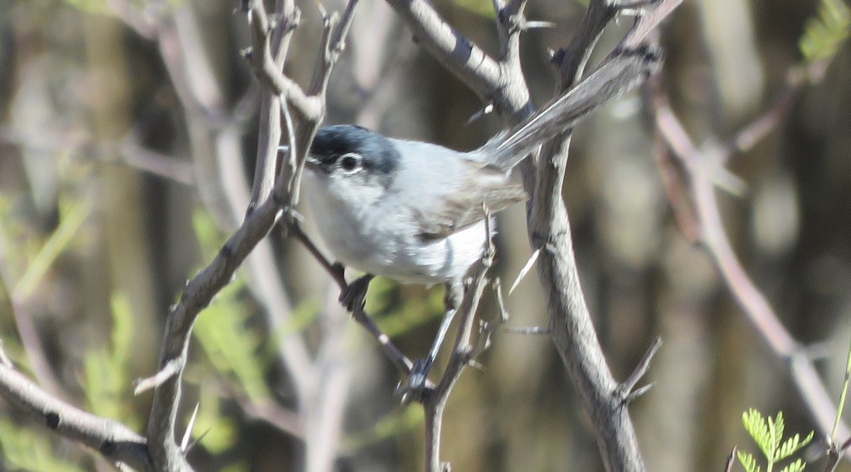 Black-tailed Gnatcatcher - ML247361641