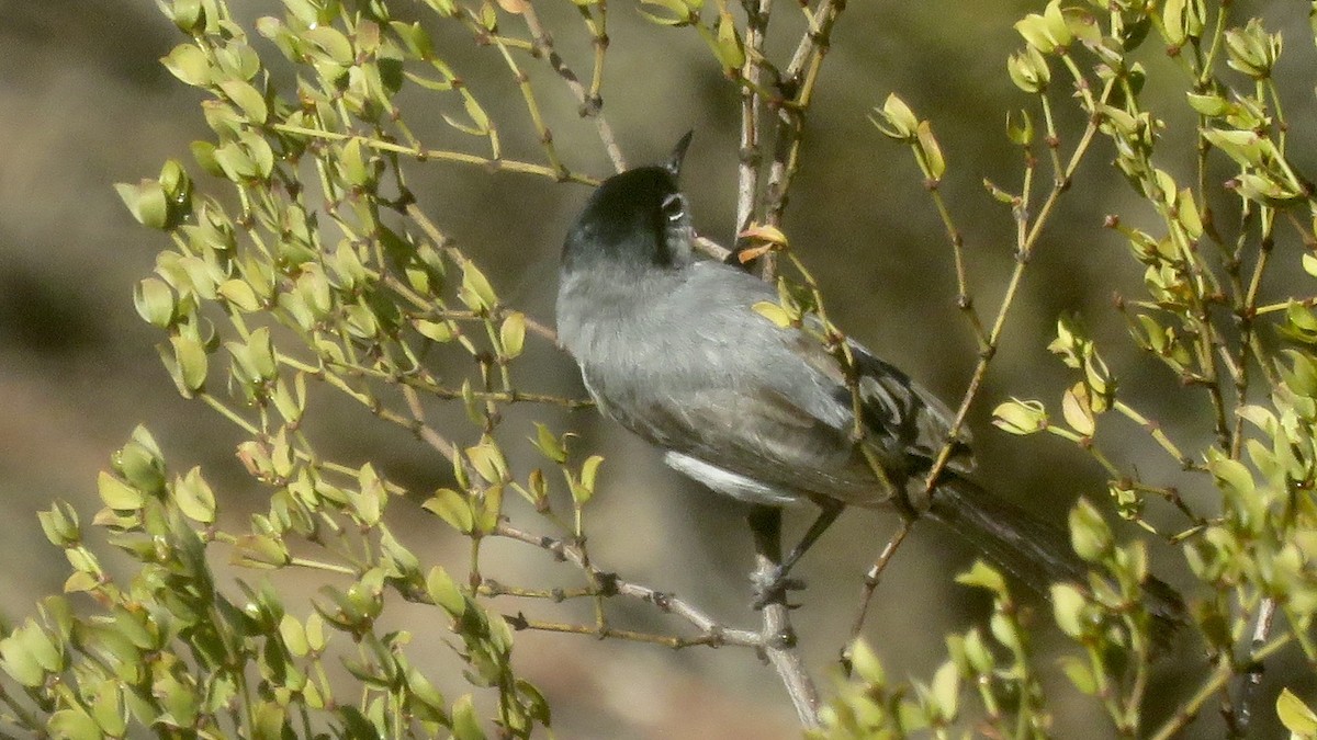 Black-tailed Gnatcatcher - ML247361651