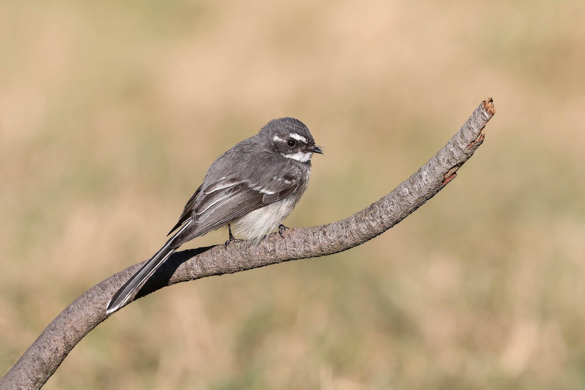 Gray Fantail - Ged Tranter
