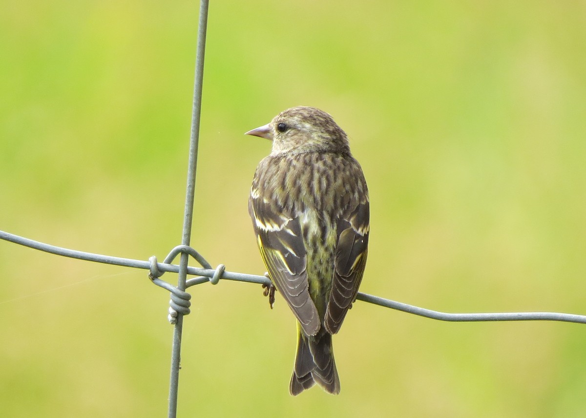 Pine Siskin - ML24736711