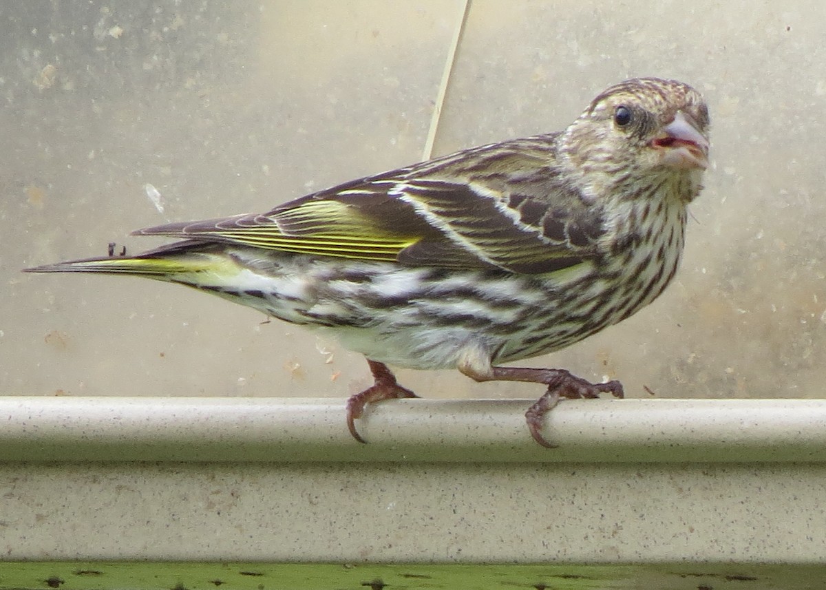 Pine Siskin - ML24736721