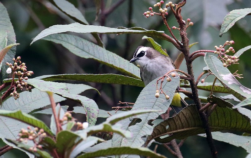 Yellow-vented Bulbul - ML247369301