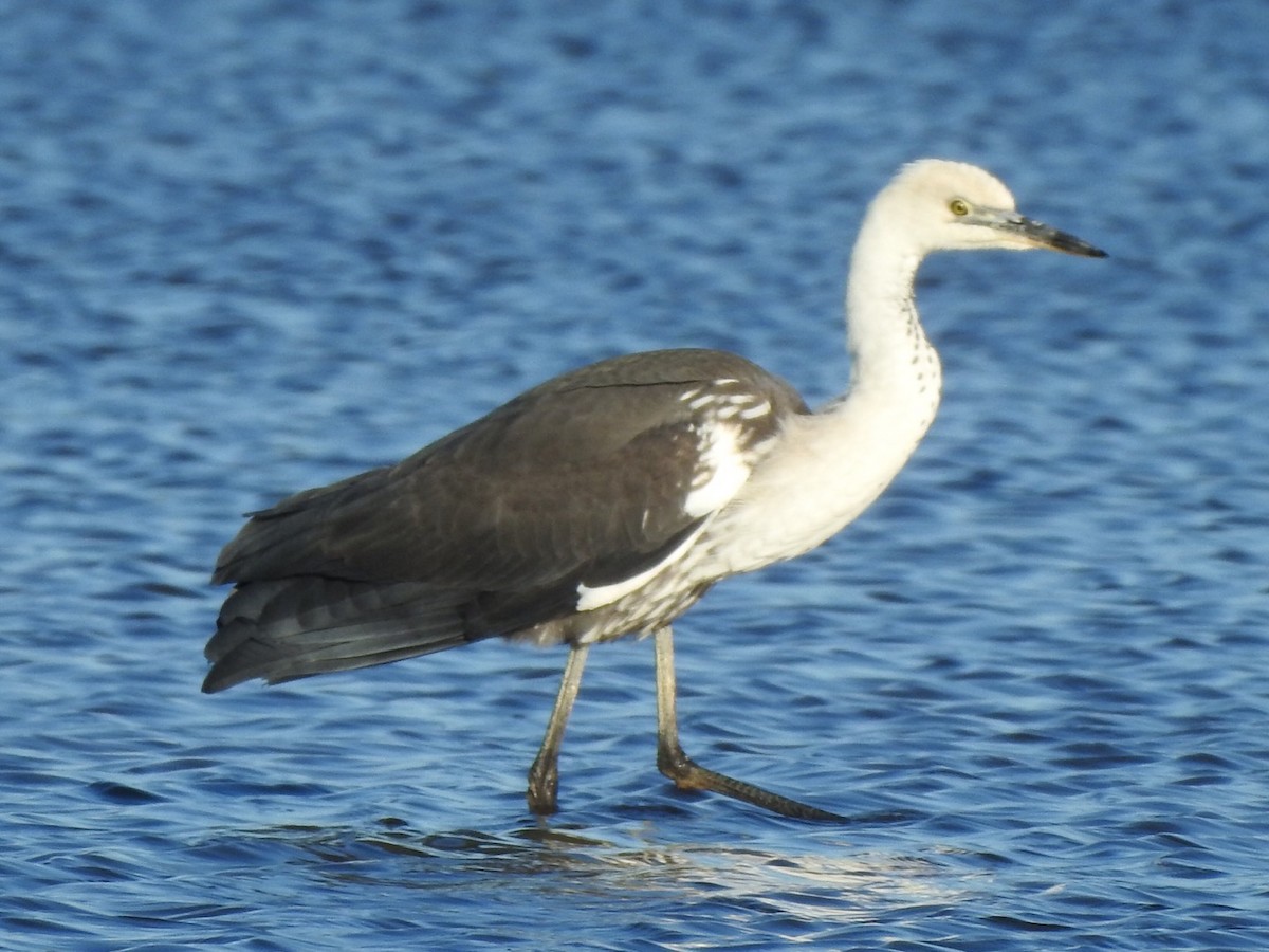 Pacific Heron - Scott Fox