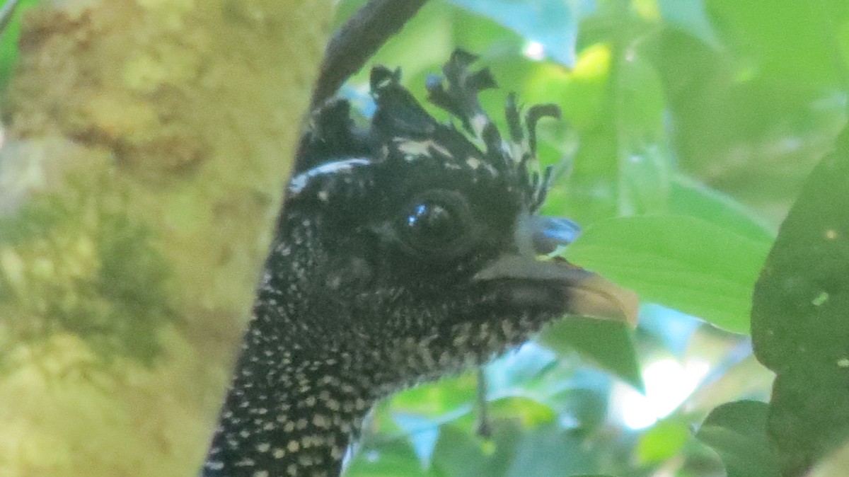 Great Curassow - ML247371021