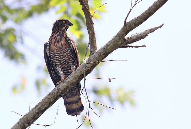 Sulawesi Hawk-Eagle - Peter Ericsson