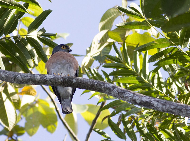 Small Sparrowhawk - ML247371851