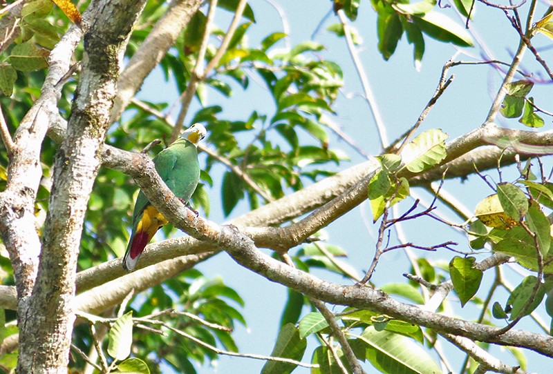 Black-naped Fruit-Dove - ML247371961