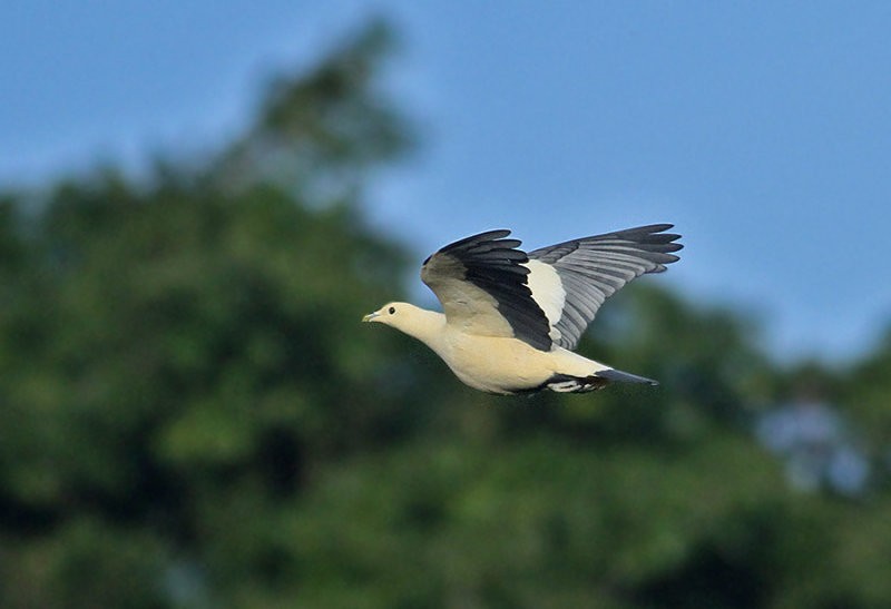 Silver-tipped Imperial-Pigeon - ML247372131