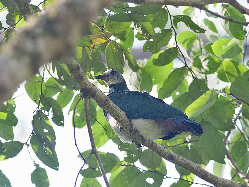 White-bellied Imperial-Pigeon - ML247372271