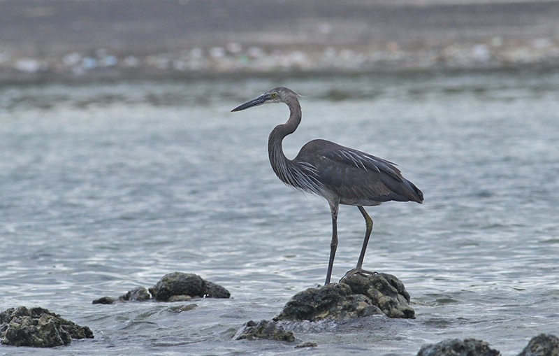 Great-billed Heron - Peter Ericsson